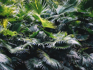 Palm leaves palm leaves background