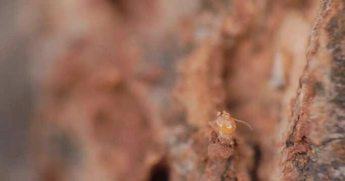 Closeup of a termite worker cleaning its mandibles as it stays on the path of the wooden bark