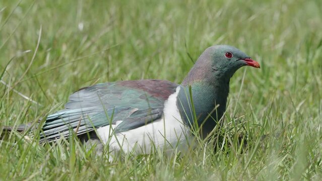 Kereru Wood Pigeon Resting On Sunny Green Meadows Near Fox Glacier, West Coast Of South Island New Zealand. Close Up