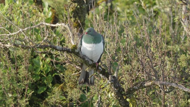 Native Bird With Kereru Wood Pigeon Near Neils Beach, Jackson Bay, New Zealand. Close-up Shot