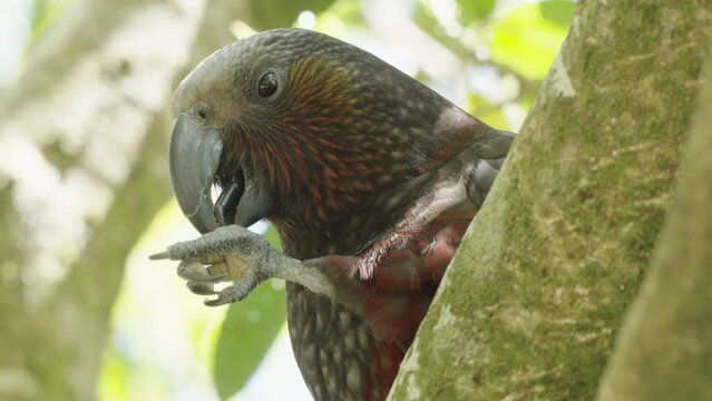 New Zealand Kaka (Nestor Meridionalis) Feeding Using Its One Claw. Close up Shot