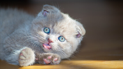 Fototapeta premium Cute little Scottish Fold kitten
