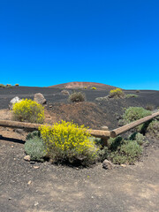 Yellow flowers (Descurainia Bourgeauana) in Teide National Park Tenerife in the Canary Islands