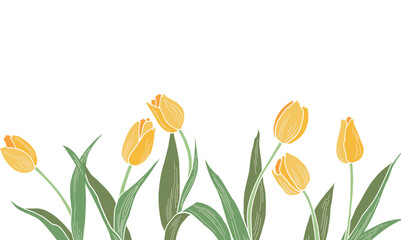 Yellow tulips set on a transparent background.Spring flowers vector illustration.
