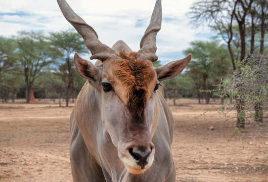 Common eland or Eland antelope, bull on the savannah of the Etosha national  park, Namibia