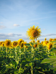 View of the sunflower field with mountain background