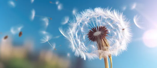  Close - up dandelion seeds on a blue sky background with hot sun © Muhammad