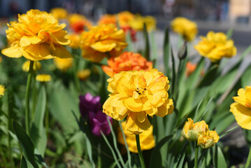 Obraz premium Yellow tulips in the garden