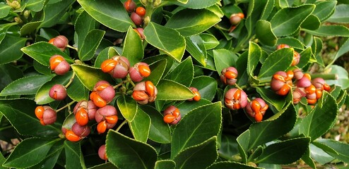 귀여운 사철나무 열매 - spindle tree (euonymus japonicus)