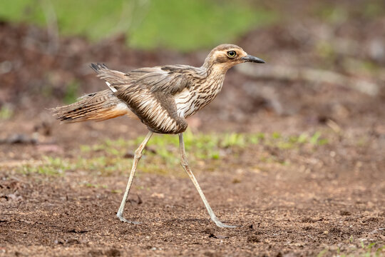 Bush Stone-curlew (Burhinus grallarius) striding and displaying it's long legs.