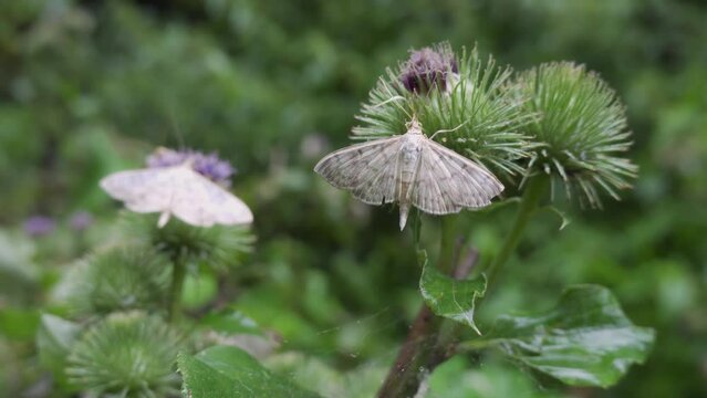 Two mother of pearl moths butterfly on purple thistle with shallow depth of field