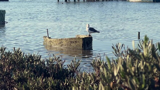 Coastal scene with a lone seagull standing atop an old fishing boat. The low angle sunlight bathes the surroundings casting a tranquil ambiance over the water and the weathered vessel