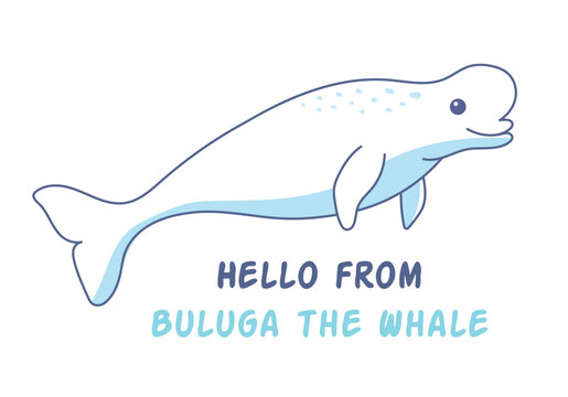 Beluga whale illustration of a cute sea animal, ocean inhabitant
