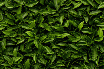 fresh tea green background wall texture pattern seamless