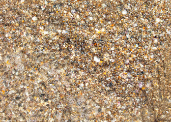 Seashells in the sand on the seashore as an abstract background. Texture