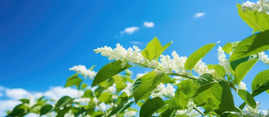 Japanese Knotweed, a rapid-growing invasive plant, pictured beneath blue sky. - obrazy, fototapety, plakaty