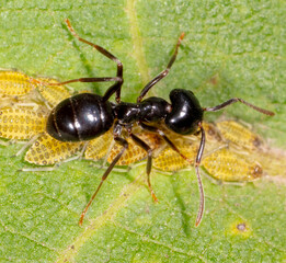 Close-up of ants and aphids on a leaf. Macro