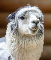 Portrait of a llama in the zoo © schankz