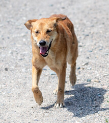 The dog runs along the road