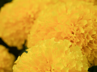 Close-up of yellow marigolds in full bloom.