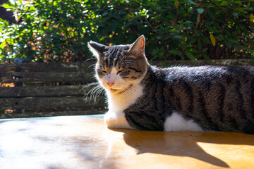 テーブルの上で日向ぼっこする猫