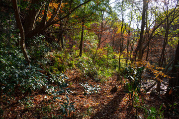 秋の森林