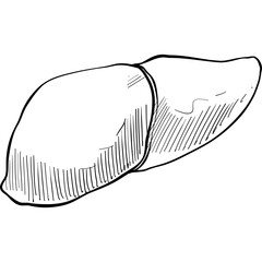 liver organs handdrawn illustration