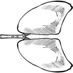 lung organs handdrawn illustration