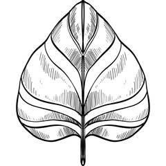 tropical leaves handdrawn illustration