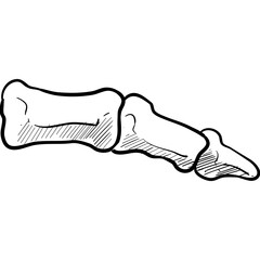 human tailbone handdrawn illustration - obrazy, fototapety, plakaty