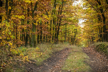 Fototapeta na wymiar Road through beautiful colorful autumn oak forest