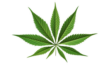 hemp or cannabis plant leaves
