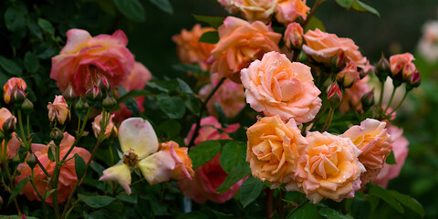 red and yellow roses