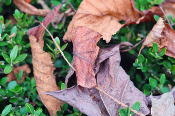 Dry leaves on the ground in the garden, Nature background.