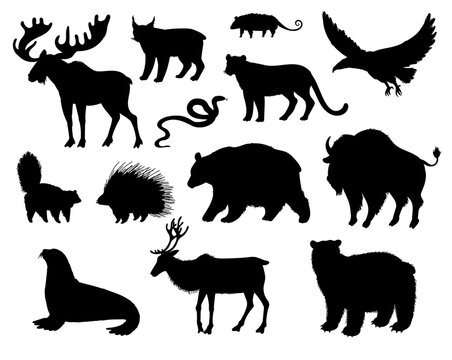 North America animals vector black silhouette set, Moose, Bison, bear reindeer Skunk, Cougar wild isolated animals