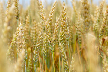Fototapeta premium Wheat field on a sunny summer day. Ears of corn against the blue sky. Close-up. Grain growing and production. Space for text. Background.