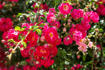 Beautiful bush rose flowers. Living fence near the house. Close-up.