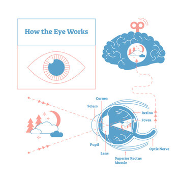 How the eye works medical scheme poster, elegant and minimal illustration, eye - brain labeled structure diagram, transparent background.
