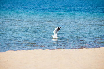 White seagull with raised wing on water on blue sea, ocean, lake with beach. Waves and sand. Sea bird. Copy space