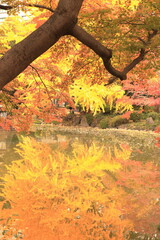 秋の紅葉に染まる公園