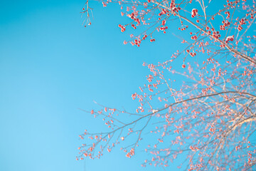 Small apples ranette in winter under snow, ice, frost, winter concept, natural winter background