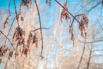 Ash seeds in winter, frozen