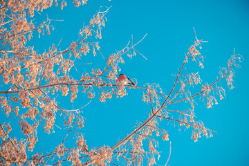 Bright bullfinch with red breast sitting on a tree in winter
