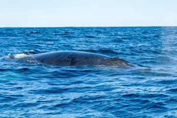 Obraz premium Humpback whale, Megaptera novaeangliae, on the surface off Magdalena Bay, Baja California Sur, Mexico
