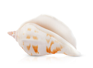 ocean shell highlighted on a white background with shadow and reflection