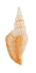 marine spiral shell highlighted on a white background