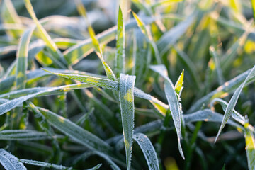 Morning frosts on the wheat field.  Hoarfrost on winter wheat crops.