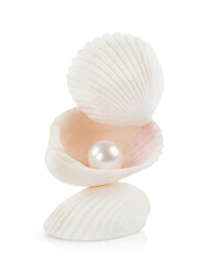  pearl in ocean shells. highlighted on a white background with shadow and reflection