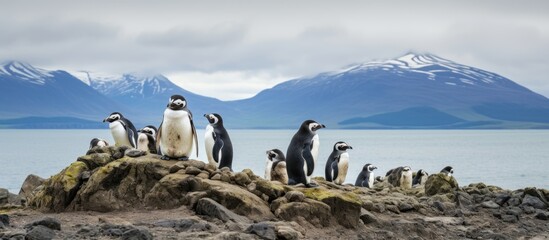 Penguins nesting near beach in Patagonia, Argentina. - Powered by Adobe