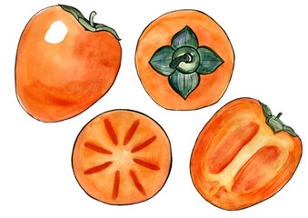 Set of persimmon fruits from different angles. Isolated on white background. Whole and in section. Side, top view. Watercolor drawing and black outline. Orange fruits, green leaves. Different shades.